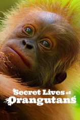 Cuộc sống bí mật của đười ươi Secret Lives of Orangutans